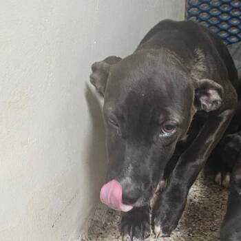Miss Muffet -  Mixed Breed Dog for Adoption in Donalsonville, Georgia - Miss Muffet | PetCurious
