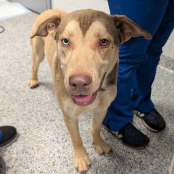 Boa -  Mixed Breed Dog for Adoption in Greenville, South Carolina - Boa | PetCurious