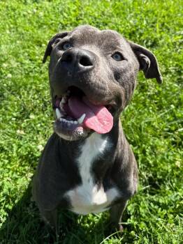 Hamilton -  Pit Bull Terrier Dog for Adoption in La Porte, Indiana - Hamilton | PetCurious