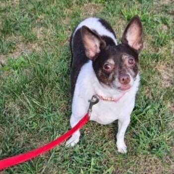 Rescue Chihuahua Dogs for Adoption in Kansas City, Missouri - Baby | PetCurious