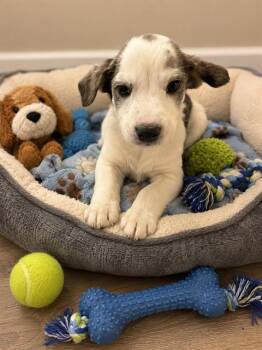 PATCHES -  Australian Cattle Dog Blue Heeler Dog for Adoption in Globe, Arizona - PATCHES | PetCurious