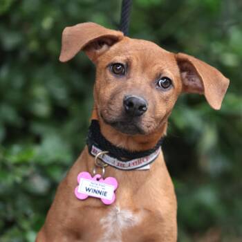 Winnie -  Retriever Dog for Adoption in Wake Forest, North Carolina - Winnie | PetCurious
