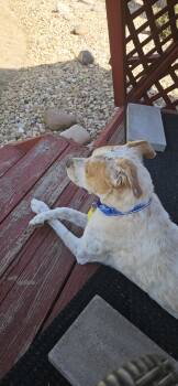 Gucci #2 -  German Shepherd Dog Dog for Adoption in Denver, Colorado - Gucci #2 | PetCurious