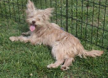 Yorkshire Terrier and Terrier Dogs Available for Adoption in Winchester, Tennessee - Adelaide | PetCurious