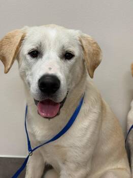 Yellow Labrador Retriever Dogs Available for Adoption in Gun Barrel City, Texas - Dozer | PetCurious