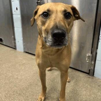 Bingo -  Black Mouth Cur and Terrier Dog for Adoption in Tampa, Florida - Bingo | PetCurious