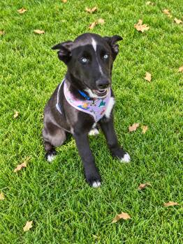 Bart -  Husky Dog for Adoption in Los Angeles, California - Bart | PetCurious