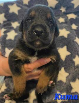 Shepherd Dogs Available for Adoption in Denver, Colorado - Kuma | PetCurious