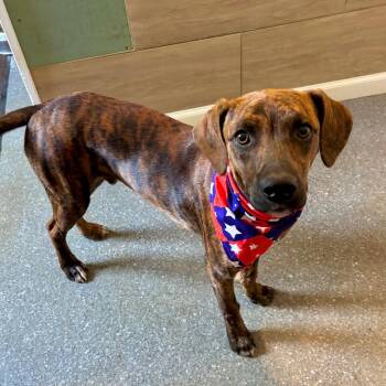 Timmy -  Mixed Breed Dog for Adoption in Metamora, Michigan - Timmy | PetCurious