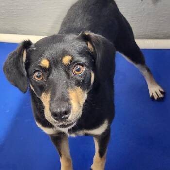 Mimi -  Mixed Breed Dog for Adoption - Mimi | PetCurious