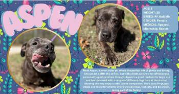 American Staffordshire Terrier Dogs Available for Adoption in Powhatan, Virginia - Aspen  | PetCurious