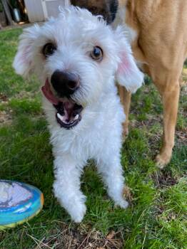 Rescue Poodle Dogs for Adoption in Sunnyvale, California - Toby | PetCurious