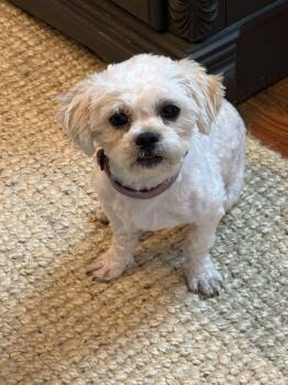 Shih Tzu Dogs Available for Adoption in Indianapolis, Indiana - Dak | PetCurious