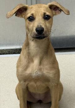 Nadine -  Shepherd Dog for Adoption in Little Rock, Arkansas - Nadine | PetCurious
