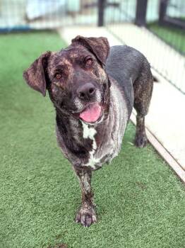Rescue Labrador Retriever and Mastiff Dogs for Adoption in Sacramento, California - CHULA | PetCurious
