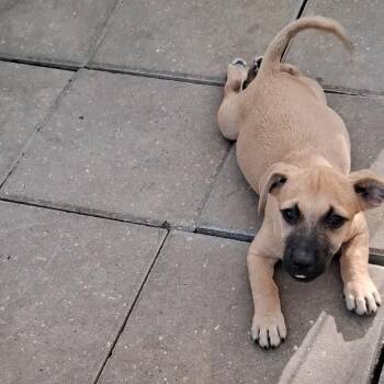 Chubbs -  Mixed Breed Dog for Adoption in Carson, Mississippi - Chubbs | PetCurious