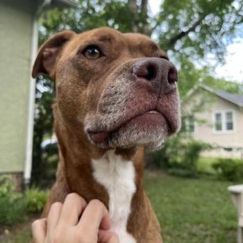 Wilson -  Pit Bull Terrier Dog for Adoption in Richmond, Virginia - Wilson | PetCurious