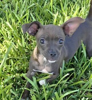 Baleigh -  Chihuahua and Shih Tzu Dog for Adoption in Rosenberg, Texas - Baleigh | PetCurious