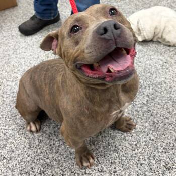 Dory -  Mixed Breed Dog for Adoption in Mentor, Ohio - Dory | PetCurious