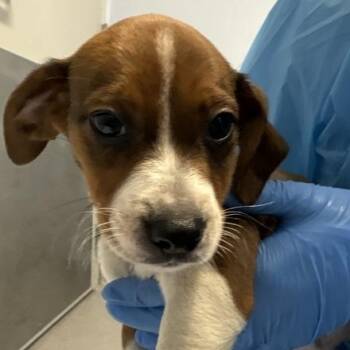 Royal -  Mixed Breed Dog for Adoption in Canal Winchester, Ohio - Royal | PetCurious