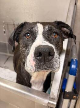 Odette -  Boxer Dog for Adoption in St. Augustine, Florida - Odette | PetCurious