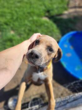 Axel -  Great Dane and Shar Pei Dog for Adoption in Petersburg, Indiana - Axel | PetCurious