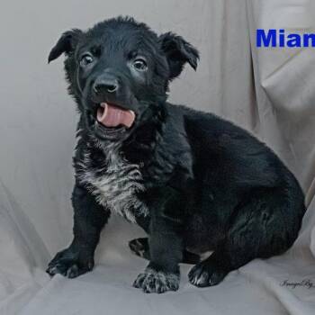 Border Collie and Dachshund Dogs Available for Adoption in Henderson, Nevada - Miami | PetCurious