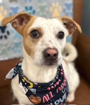 Jack Russell Terrier Dogs Available for Adoption - Jack | PetCurious