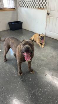 Maximus and Sandy -  German Shepherd Dog Dog for Adoption in Youngstown, Ohio - Maximus And Sandy | PetCurious