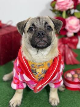 Pug and Dachshund Dogs Available for Adoption - Chimichurri | PetCurious