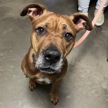 Beauty -  Mixed Breed Dog for Adoption in Dekalb, Illinois - Beauty | PetCurious