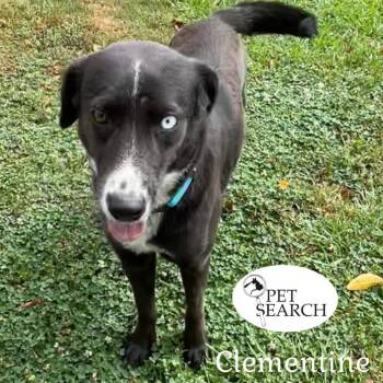 Rescue Border Collie and Mixed Breed Dogs for Adoption in Washington, Pennsylvania - Clementine | PetCurious