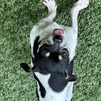 Hayes -  Chihuahua Dog for Adoption in Sarasota, Florida - Hayes | PetCurious