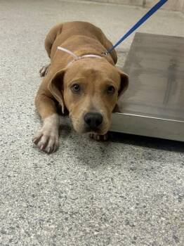 A430898 -  Pit Bull Terrier and Mixed Breed Dog for Adoption in Conroe, Texas - A430898 | PetCurious