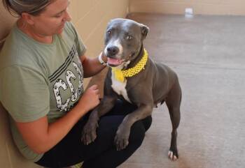 Peeta -  Pit Bull Terrier Dog for Adoption in Mckinney, Texas - Peeta | PetCurious