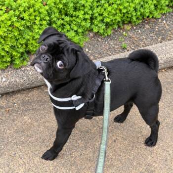 Johnny -  Pug Dog for Adoption in Seattle, Washington - Johnny | PetCurious