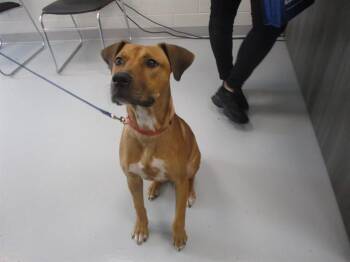 SIMBA -  Pit Bull Terrier and Mixed Breed Dog for Adoption in Ocala, Florida - SIMBA | PetCurious