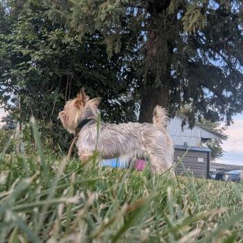 Lucy -  Yorkshire Terrier Dog for Adoption in Rochester, Minnesota - Lucy | PetCurious