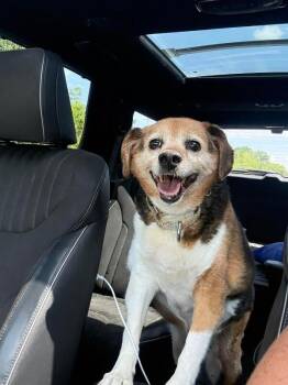Matilda -  Beagle and Mixed Breed Dog for Adoption in Cincinnati, Ohio - Matilda | PetCurious