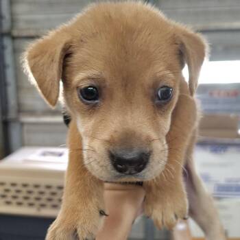 Neville -  Black Mouth Cur and Chow Chow Dog for Adoption in Beulaville, North Carolina - Neville | PetCurious