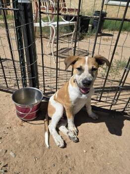 Rescue Australian Cattle Dog Blue Heeler Dogs for Adoption in Gallup, New Mexico - Chewy | PetCurious
