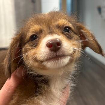 Linus -  Mixed Breed Dog for Adoption in Sarasota, Florida - Linus | PetCurious