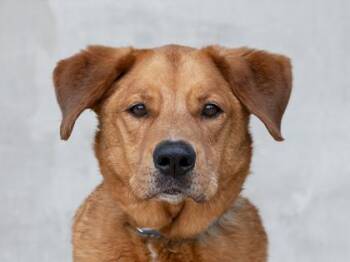 Tank -  Mixed Breed Dog for Adoption in Longmont, Colorado - Tank | PetCurious