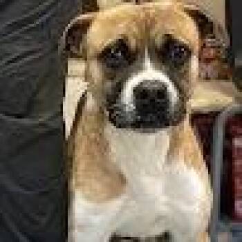 Boxer Dogs Available for Adoption - Smores | PetCurious