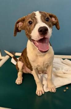 Daemon -  Mixed Breed Dog for Adoption in Honolulu, Hawaii - Daemon | PetCurious