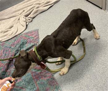 PATRICK -  Pit Bull Terrier and Mixed Breed Dog for Adoption in Indianapolis, Indiana - PATRICK | PetCurious