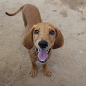 Dixie -  Spaniel Dog for Adoption in Yucca Valley, California - Dixie | PetCurious