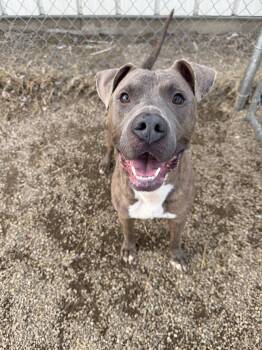Pit Bull Terrier Dogs Available for Adoption in Tremont, Illinois - Randy | PetCurious