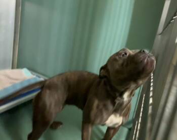 Wiggle Girl -  Mixed Breed Dog for Adoption in New York, New York - Wiggle Girl | PetCurious
