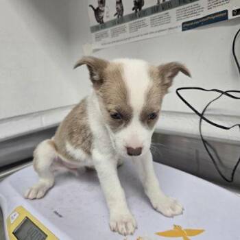 Husky and Pit Bull Terrier Dogs Available for Adoption - Chestnut | PetCurious